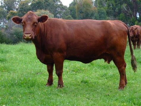 what beef quality are red poll cattle